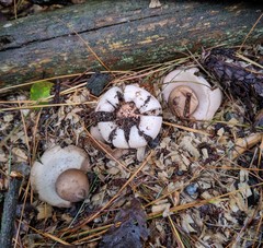 Geastrum morganii