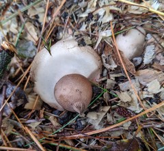 Geastrum morganii