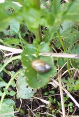 Oxyloma retusum