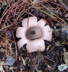 Geastrum morganii