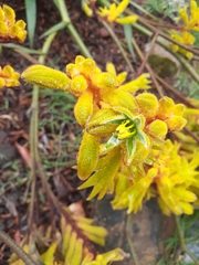 Anigozanthos pulcherrimus