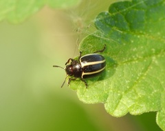 Desmogramma