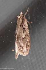 Semioscopis aurorella