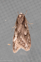 Semioscopis aurorella