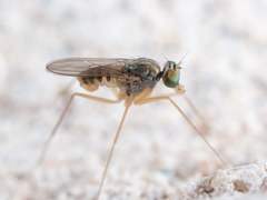 Dactylomyia lateralis