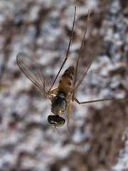 Dactylomyia lateralis