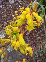 Anigozanthos pulcherrimus