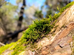 Cryphaea heteromalla