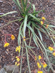 Anigozanthos pulcherrimus