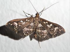 Ischnurges illustralis
