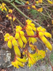 Anigozanthos pulcherrimus