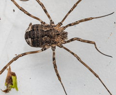 Hadrobunus maculosus