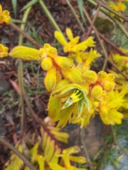 Anigozanthos pulcherrimus