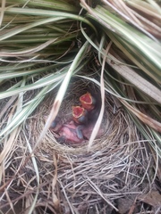 Junco
