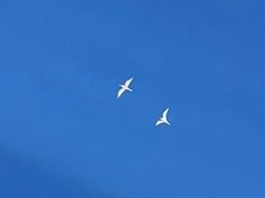 Sternula antillarum browni