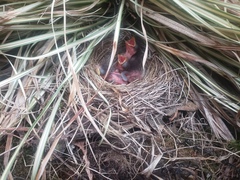 Junco