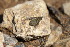 Conophorus fenestratus