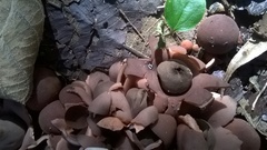 Geastrum javanicum