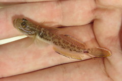 Microgobius gulosus