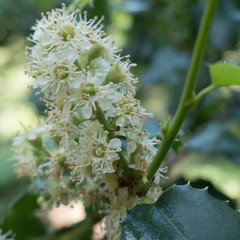 Prunus ilicifolia ilicifolia