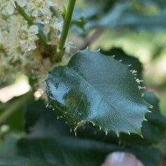 Prunus ilicifolia ilicifolia