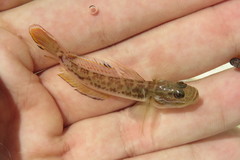 Microgobius gulosus