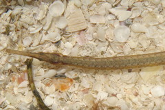 Syngnathus floridae
