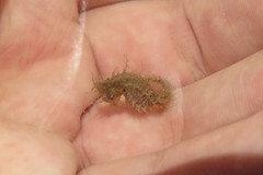 Hippocampus zosterae