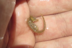 Hippocampus zosterae