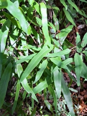 Lygodium articulatum