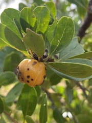 Petalostigma banksii