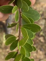 Petalostigma banksii