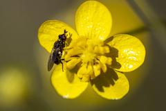 Thecophora propinqua