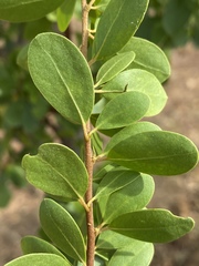 Petalostigma banksii
