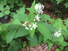 Vincetoxicum ascyrifolium