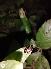 Neolema aulica