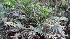 Acrostichum speciosum