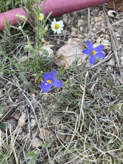 Giliastrum rigidulum