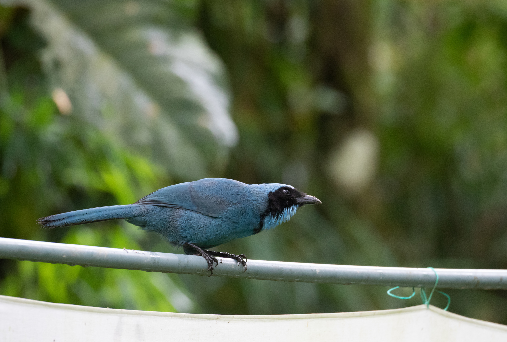Turquoise Jay illustration