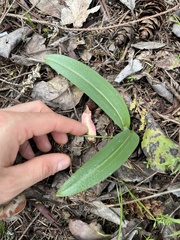 Platanthera transversa