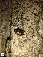 Epopterus undulatus