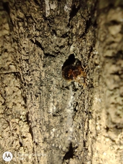 Epopterus undulatus