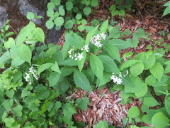 Vincetoxicum ascyrifolium
