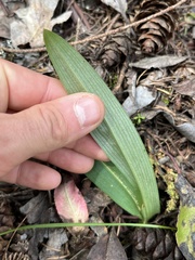 Platanthera transversa