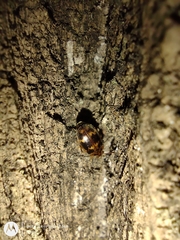 Epopterus undulatus