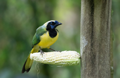 Cyanocorax yncas yncas