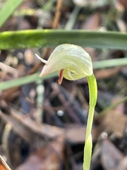 Pterostylis hispidula