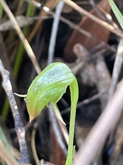 Pterostylis hispidula