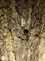 Epopterus undulatus