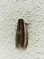Truncaptera truncata